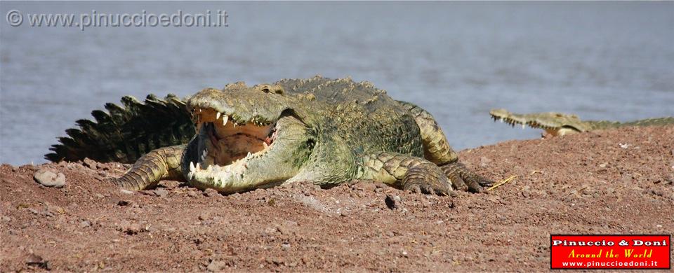 Ethiopia - Lago Chamo - Coccodrilli - 09.jpg